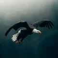 Viwe Nikita - Imela